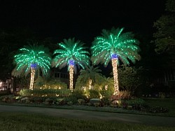 Christmas palm trees